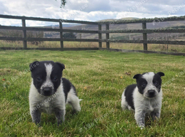 2 Boy Border Collie Pups left ready 10th October