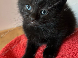 Stunning BSH KITTENS X