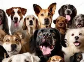 wanted any breed of dog