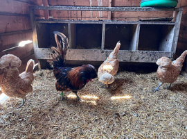 Polish Bantam Chickens for sale