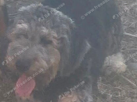 German shepherd cross poodle