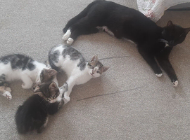 Three mixed breed kittens