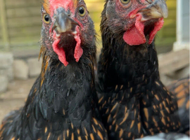 Gold laced Wyandotte roosters for sale