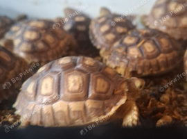 Baby sulcata tortoises for sale