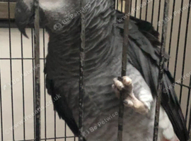 African grey