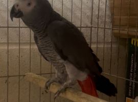 Proven cock bird!