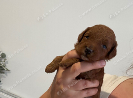️Deep Red Toy Poodle
