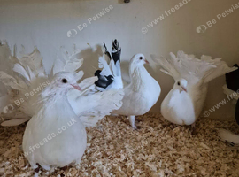 Two pairs of fantails &pound;50 per pair