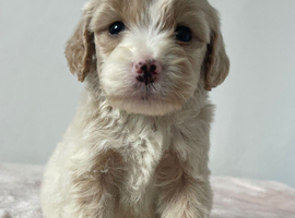 F1 cockapoo puppies