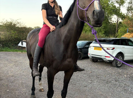 Beautiful dark bay tb for sale