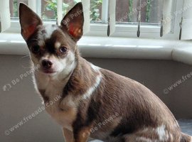 Chihuahua