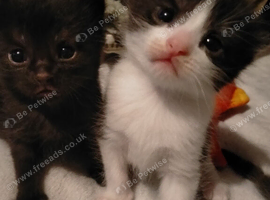 Black/white fluffy tortoise shell male kitten