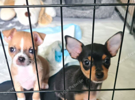 One boy & one girl left Chihuahua X
