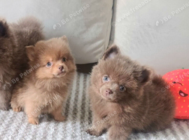 Last 2 lilac pomeranian girls