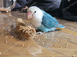 Male love bird coming up to s year old