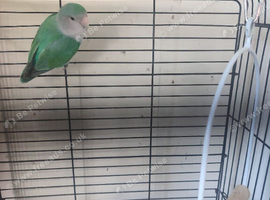 Budgies