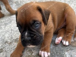 Champion breed boxer puppies