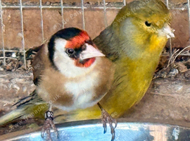 WANTED  2x cock 1 x hen goldfinches