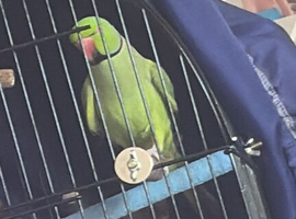 Beautiful ringneck
