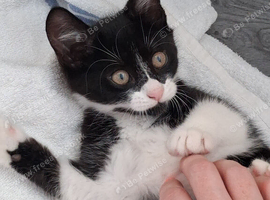 Female kitten