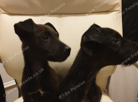 Patterdale puppies