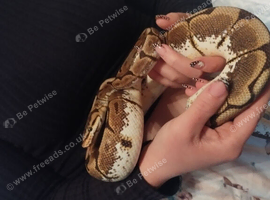 Ball python