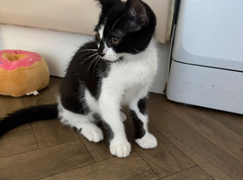 Black and white  kitten