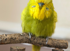 male Olive Green Spangle English budgie