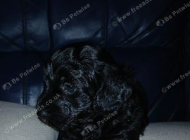 Jackapoo