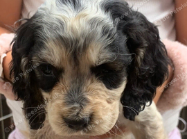 Show cocker spaniels