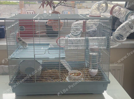 male dwarf hamster with cage and accessories