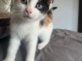 Cat for sale