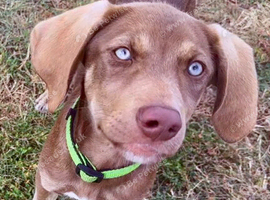 Stunning Husky Shepherd x Weimaraner Pups Ready to Go