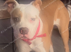 Beautiful American bulldog