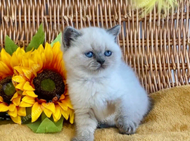 ABSOULETLY STUNNING PURE BRED BSH KITTENS