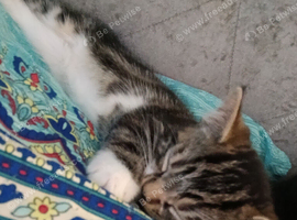 9 week old male kitten