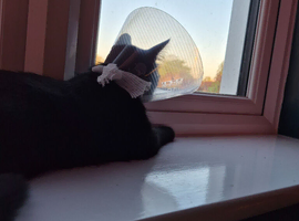 Beautiful Black young Cat to rehome