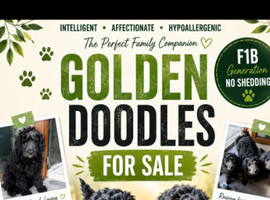 F1B  Rare black standard Goldendoodle puppies in North Wales