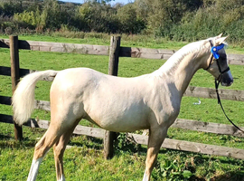 Welsh part bred