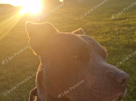 Blue staffy stud available proven litter of 7