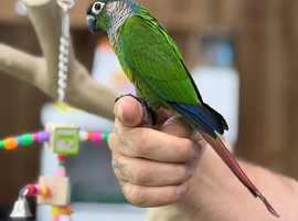 Green cheek conure