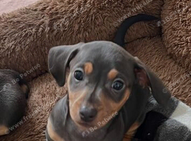 Stunning Miniature Dachsund Puppies