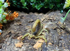 Desert Hairy Scorpion at Birmingham Reptiles
