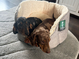 Dachshund