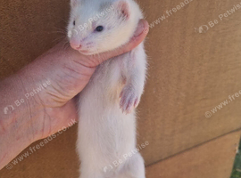 Ready now-Silver 3 jill kits- 2 semi angora half micro and chunky standard jill.