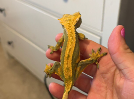 Crested Gecko - Proven Female Olive Harlequin / Partial Pinstripe