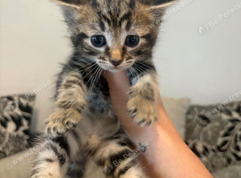 3 male kittens