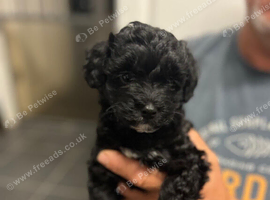 Gorgeous Schnoodle - LAST GIRL