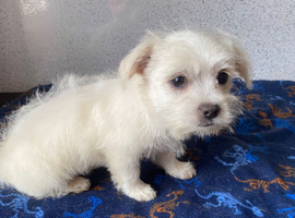 jack russel x