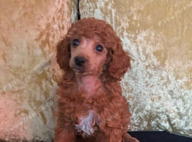 Stunning Red Minature Poodle Girl